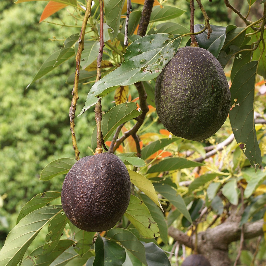 Organic Avocado