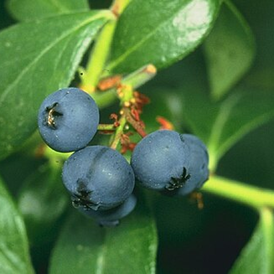 Organic Blueberry
