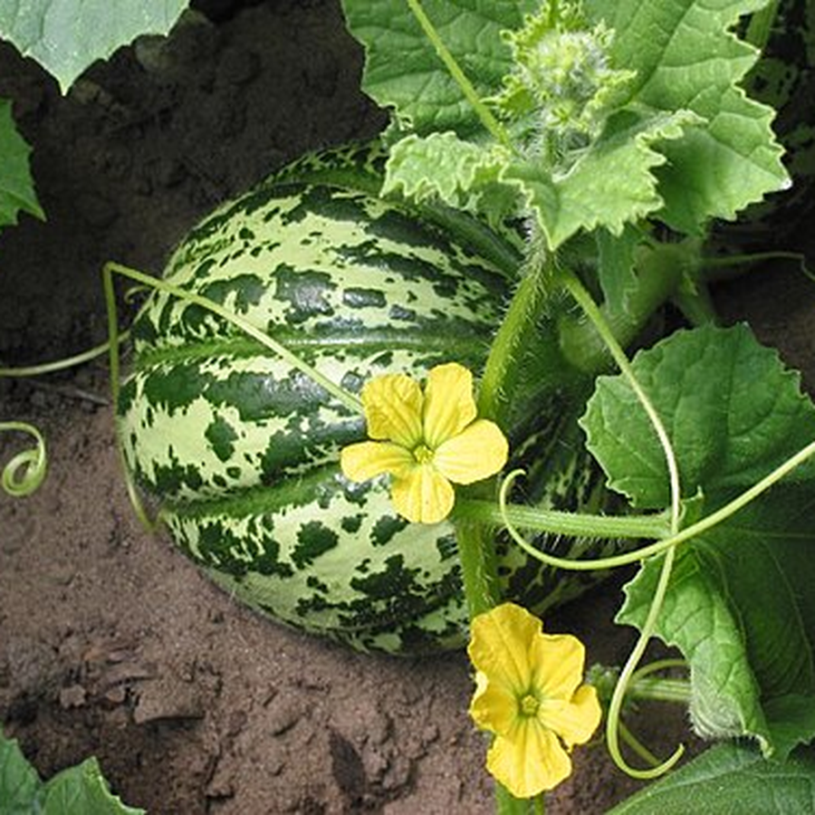 Organic Cantaloupe