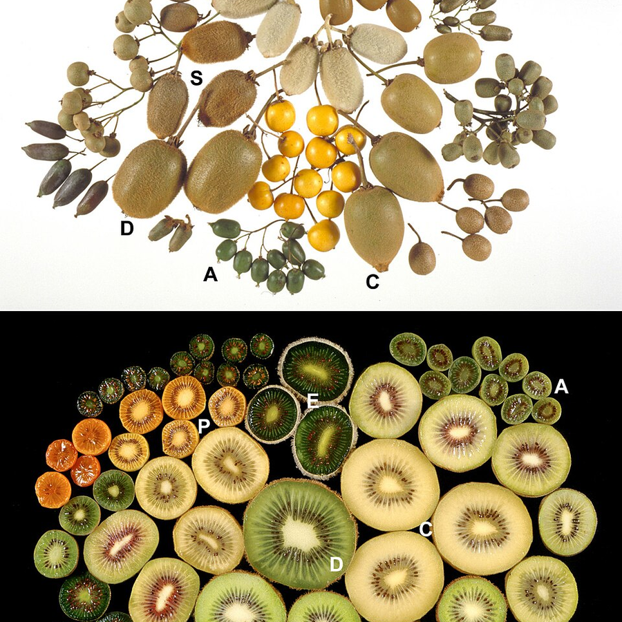Organic Kiwi