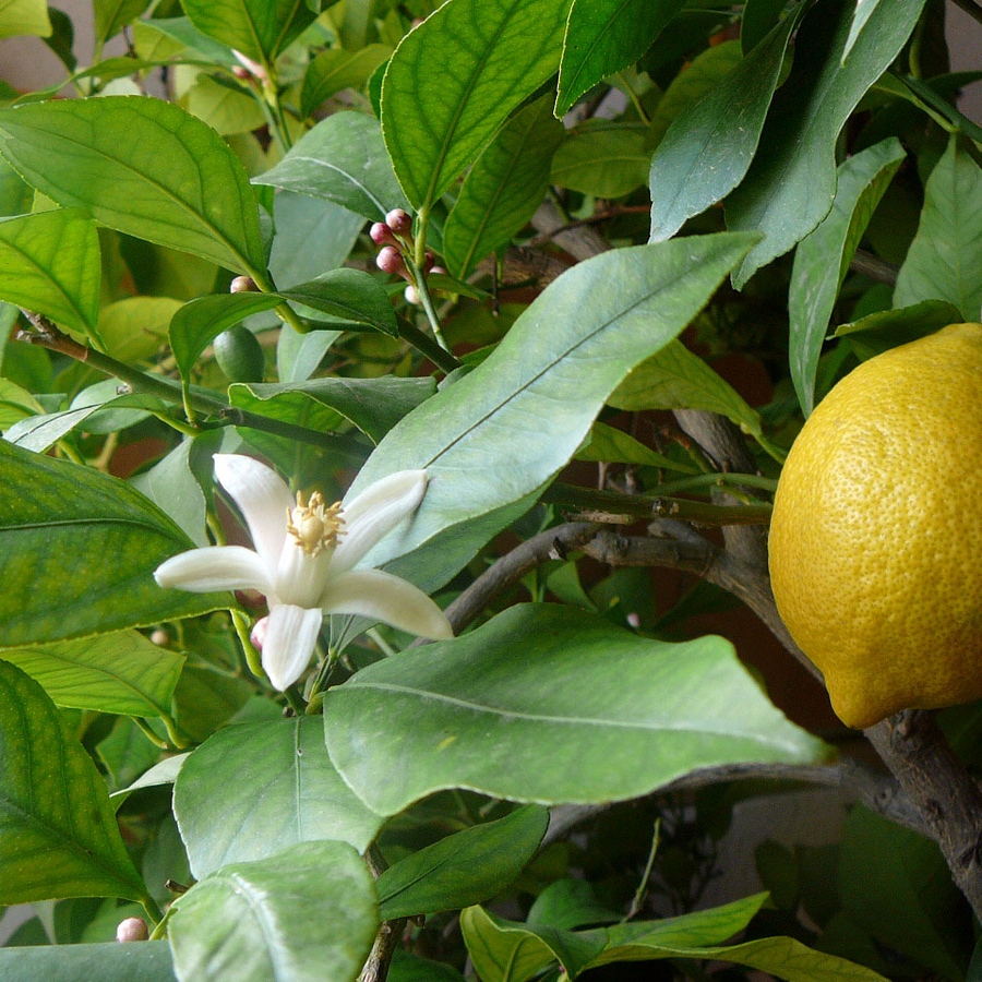 Organic Lemon
