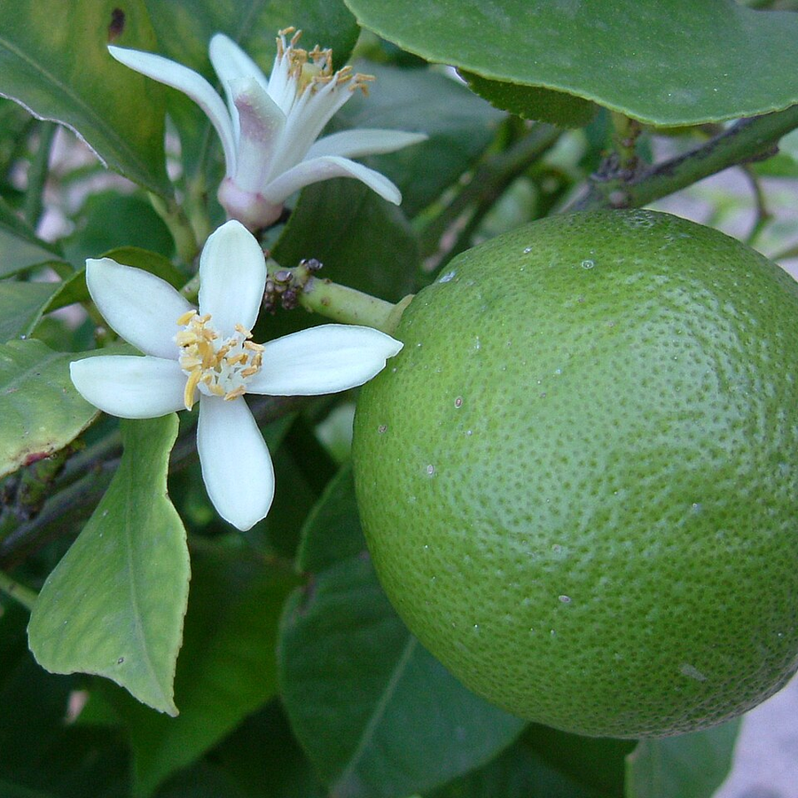Organic Lime