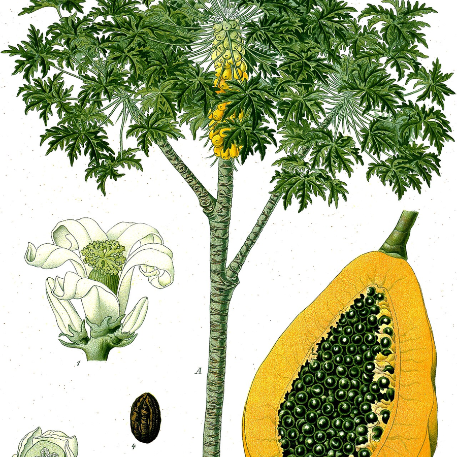 Organic Papaya