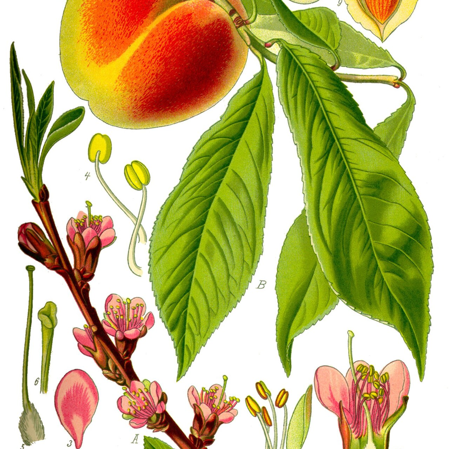 Organic Peach