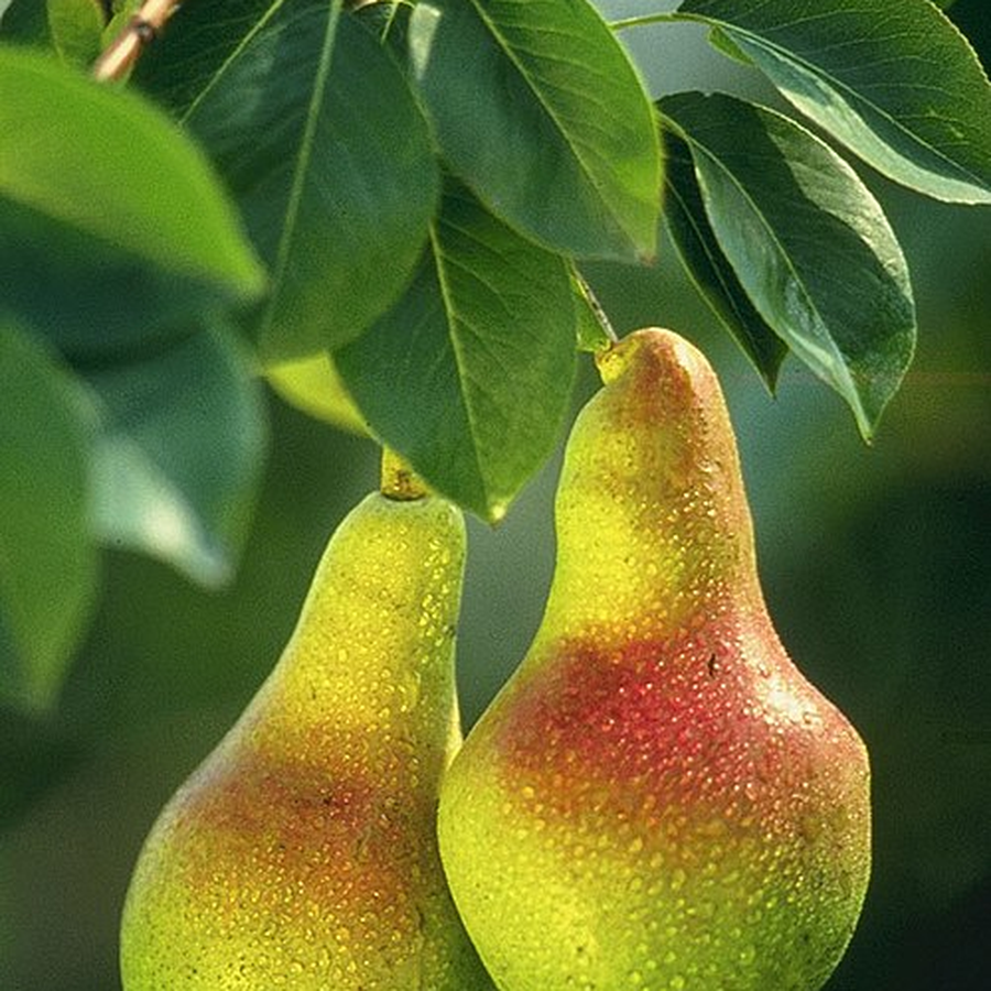 Organic Pear