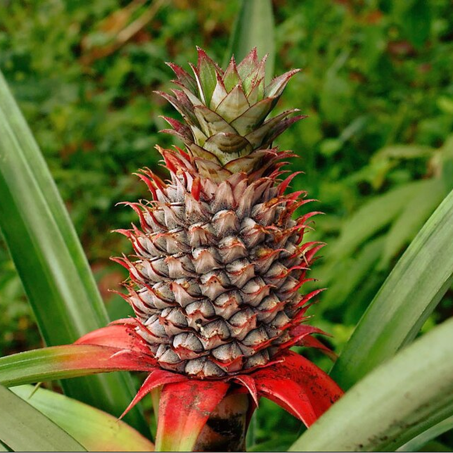 Organic Pineapple