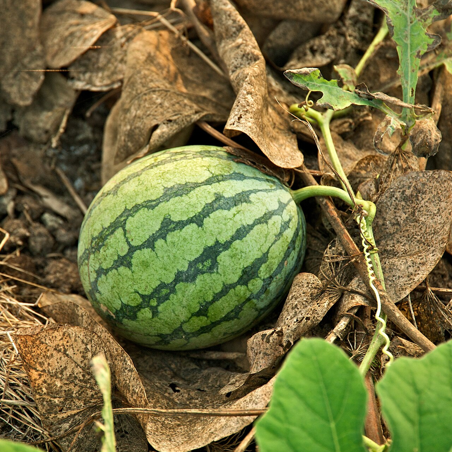Organic Watermelon